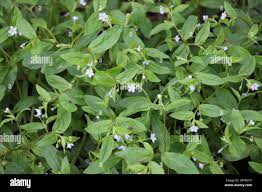 Attēlu rezultāti vaicājumam “Myosotis sparsiflora flower”