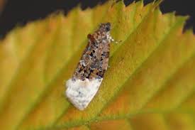 Attēlu rezultāti vaicājumam “Apotomis betuletana”