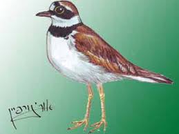 Attēlu rezultāti vaicājumam “Charadrius dubius adult”