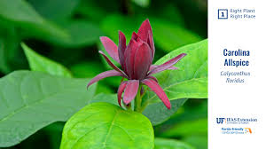 Attēlu rezultāti vaicājumam “Calycanthus floridus”