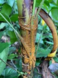 Attēlu rezultāti vaicājumam “Hemitrichia sordivesiculosa”