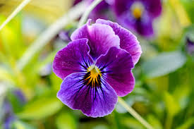 Image result for violet
