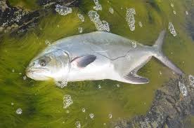 Image result for Lichia amia