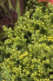 Attēlu rezultāti vaicājumam “Sedum acre flower”