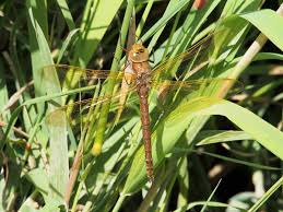 Attēlu rezultāti vaicājumam “Aeshna grandis”