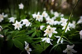Attēlu rezultāti vaicājumam “Anemone nemorosa leaf”