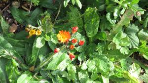 Attēlu rezultāti vaicājumam “Pilosella officinarum bud”