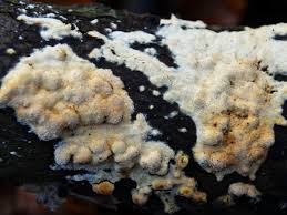 Attēlu rezultāti vaicājumam “Rigidoporus crocatus”