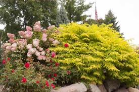 Attēlu rezultāti vaicājumam “Diderma tigrinum stalked”