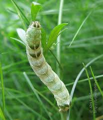 Attēlu rezultāti vaicājumam “Melanchra persicariae larva”
