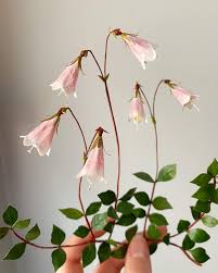 Attēlu rezultāti vaicājumam “Linnaea borealis flower”