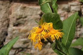 Image result for Inula hirta