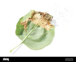 Attēlu rezultāti vaicājumam “Gracillaria syringella larva”