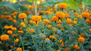 Attēlu rezultāti vaicājumam “Tagetes leaf”