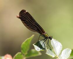 Attēlu rezultāti vaicājumam “Calopteryx virgo female”