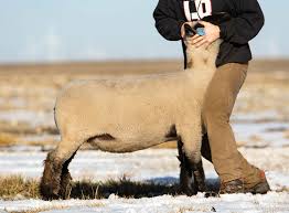 Image result for Lamb Angling Club