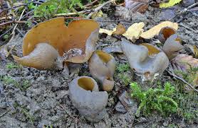 Attēlu rezultāti vaicājumam “Otidea bufonia”