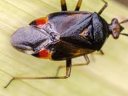 Attēlu rezultāti vaicājumam “Deraeocoris ruber”