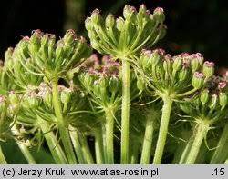 Attēlu rezultāti vaicājumam “Cnidium dubium”