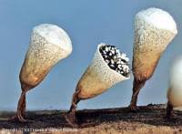 Attēlu rezultāti vaicājumam “Craterium leucocephalum”