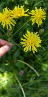 Attēlu rezultāti vaicājumam “Crepis biennis”