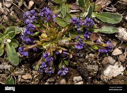 Attēlu rezultāti vaicājumam “Polygala amarella leaf”
