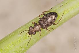 Attēlu rezultāti vaicājumam “Asaphidion pallipes”