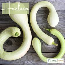 Image result for tromboncino