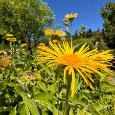 Image result for Inula helenium