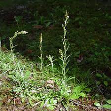 Attēlu rezultāti vaicājumam “Gnaphalium sylvaticum flower”