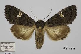 Attēlu rezultāti vaicājumam “Melanchra persicariae”