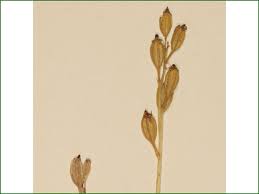 Attēlu rezultāti vaicājumam “Liparis loeselii bud”