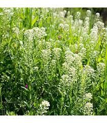 Attēlu rezultāti vaicājumam “Thlaspi arvense”