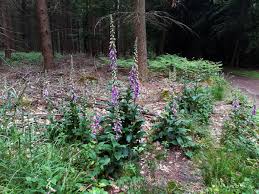 Image result for Fingerhut rot