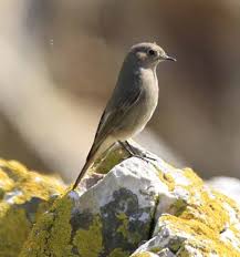 Attēlu rezultāti vaicājumam “Phoenicurus ochruros female”