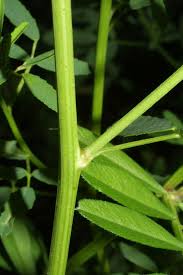 Attēlu rezultāti vaicājumam “Melilotus albus leaf”