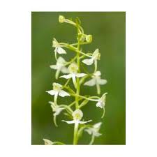 Attēlu rezultāti vaicājumam “Platanthera bifolia flower”