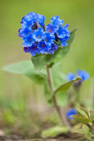Attēlu rezultāti vaicājumam “Pulmonaria obscura leaf”
