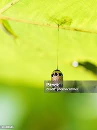 Attēlu rezultāti vaicājumam “Ichneumonidae cocoon”