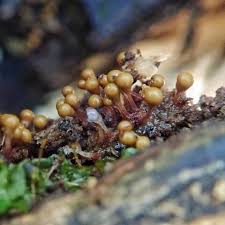 Attēlu rezultāti vaicājumam “Trichia erecta spores”