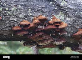 Attēlu rezultāti vaicājumam “Inonotus rheades”