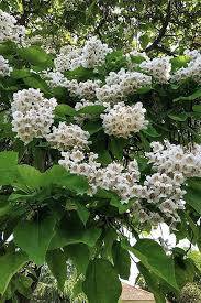 Attēlu rezultāti vaicājumam “Catalpa”