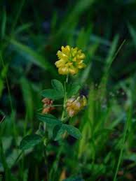Attēlu rezultāti vaicājumam “Trifolium aureum flower”