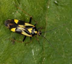 Attēlu rezultāti vaicājumam “Grypocoris sexguttatus imago”