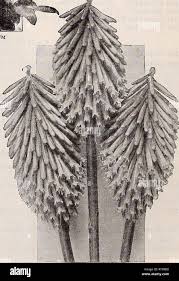 Attēlu rezultāti vaicājumam “Thalictrum aquilegifolium fruit”