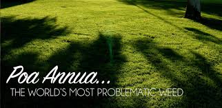 Attēlu rezultāti vaicājumam “Poa remota bud”