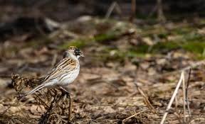 Attēlu rezultāti vaicājumam “Emberiza schoeniclus”