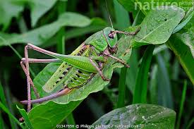 Attēlu rezultāti vaicājumam “Decticus verrucivorus”