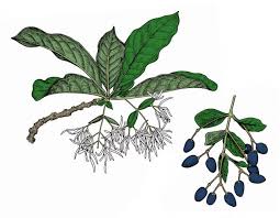 Attēlu rezultāti vaicājumam “Chionanthus virginicus leaf”