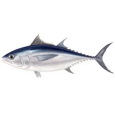 Image result for Thunnus atlanticus